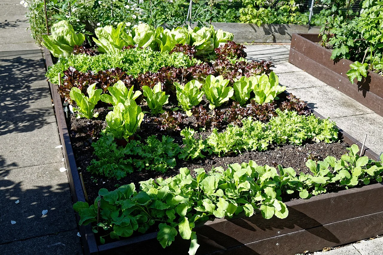 Grow Food on a Budget: A First-Year Plan