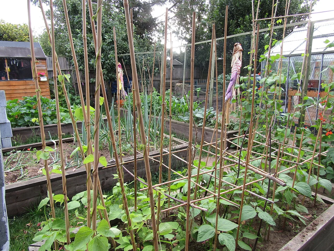 Raised vegetable beds with pole beans climbing bamboo canes