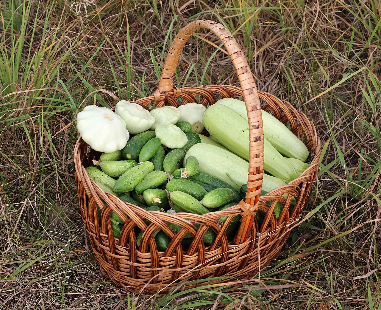 A basket of homegrown zucchini, cucumbers and pattypan squash