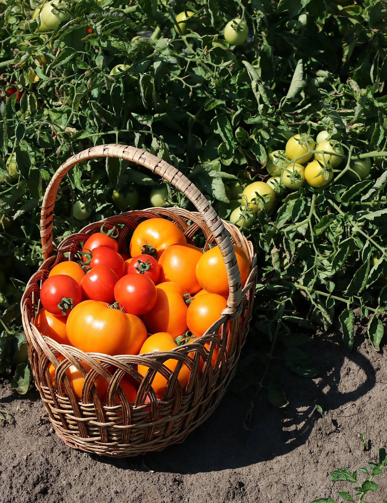 A basket of homegrown red and orange tomatoes beside the plants